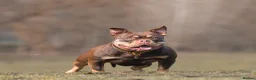 American Bully dogs for sale: American micro bully chocolate tric  - Advert 1
