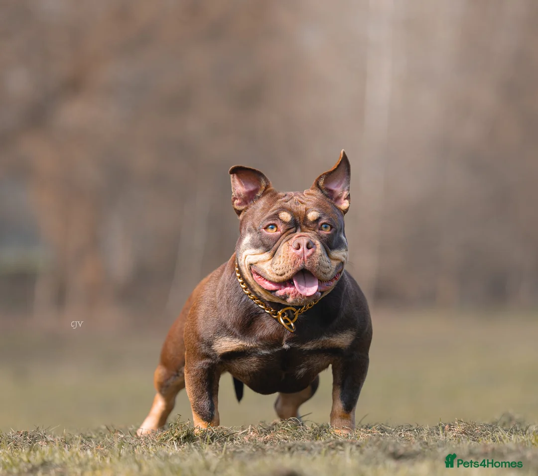 American Bully dogs for sale: American micro bully chocolate tric  - Advert 1