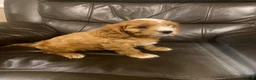 Cavapoo dogs for sale: Cavapoo puppies - Advert 7