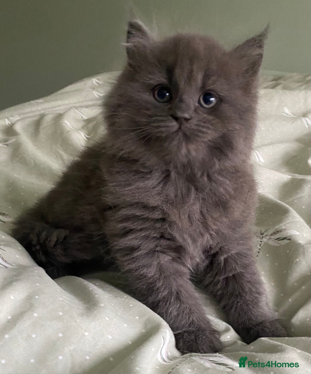 Mixed Breed cats for sale: Beautiful blue/grey kittens available  - Advert 4