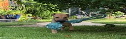Greyhound dogs for sale: Hungarian Greyhound Pups - Advert 20
