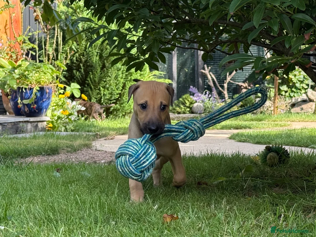 Greyhound dogs for sale: Hungarian Greyhound Pups - Advert 20