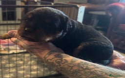 Rottweiler dogs for sale: STUNNING KC ROTTWEILER PUPPIES - Image 7