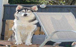 Siberian Husky dogs for stud: PROVEN KC Registered Siberian Husky Stud ONLY in Solihull - Image 5