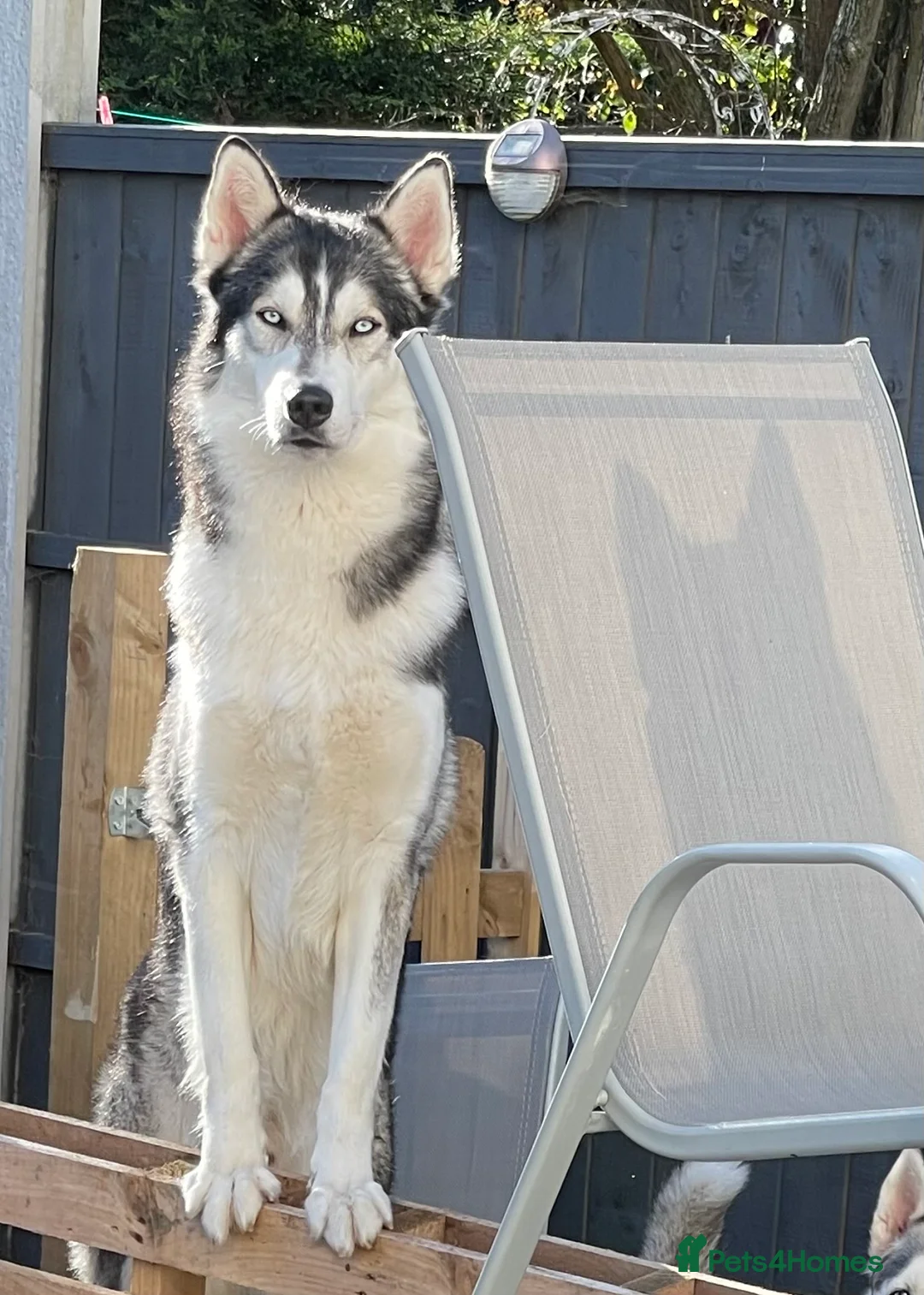 Siberian Husky dogs for stud: PROVEN KC Registered Siberian Husky Stud ONLY in Solihull - Advert 6