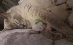 Ragdoll cats for sale: Adorable Ragdoll Kittens - READY NEXT WEEK - Image 13