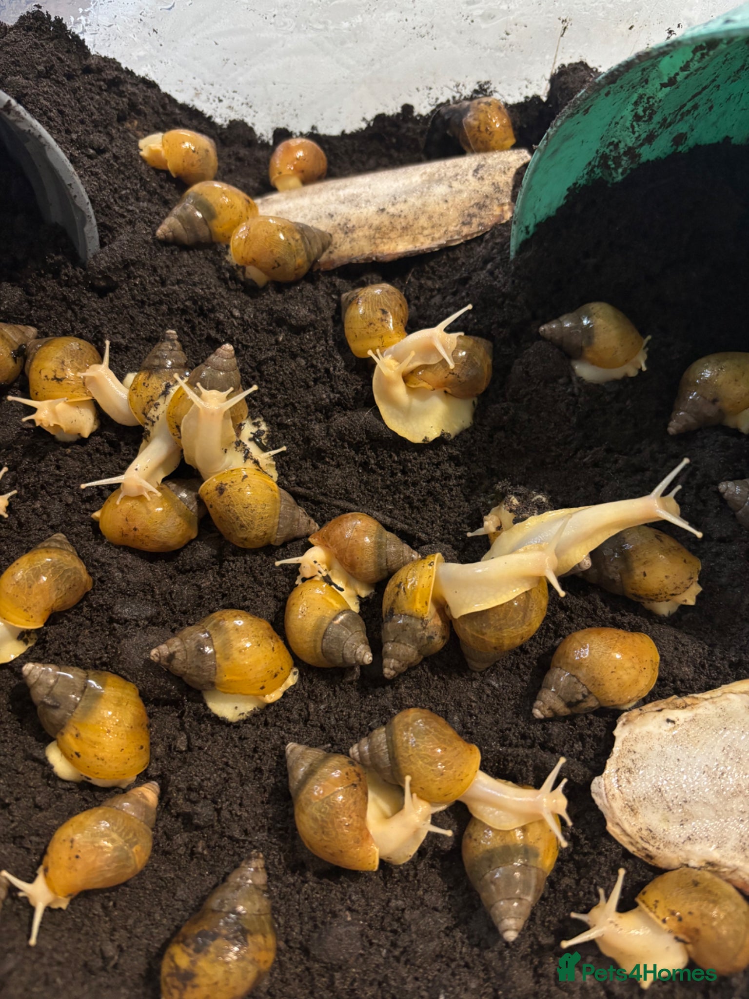 Snails invertebrates Albino giant African land snails - Advert 1