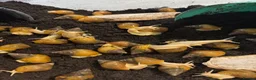 Snails invertebrates for sale: Albino giant African land snails - Advert 1
