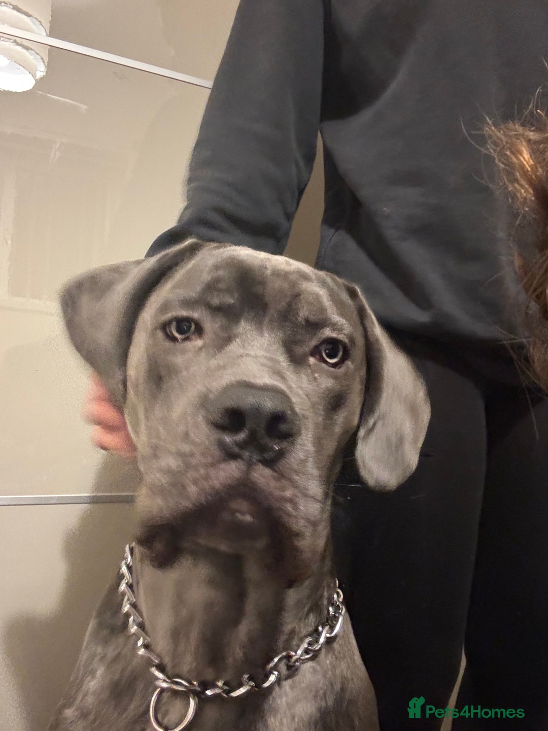 Mixed Breed dogs for sale: Cane Corso x Great Dane  - Advert 12