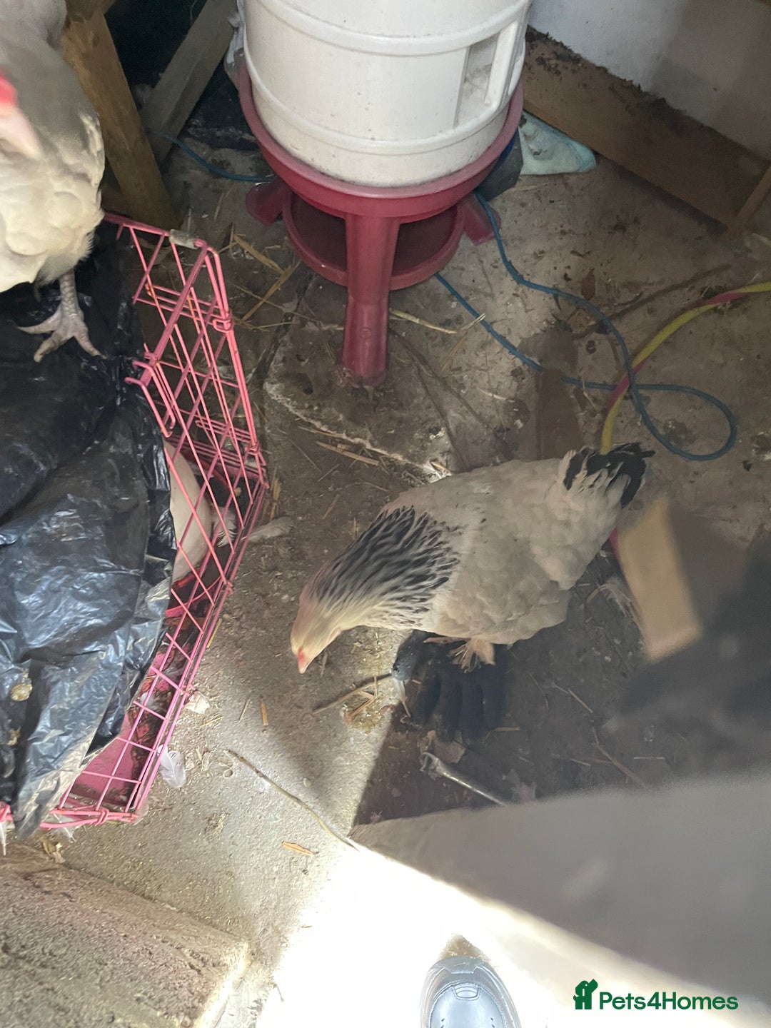 Hens poultry for sale: 2 female hens  - Image 3