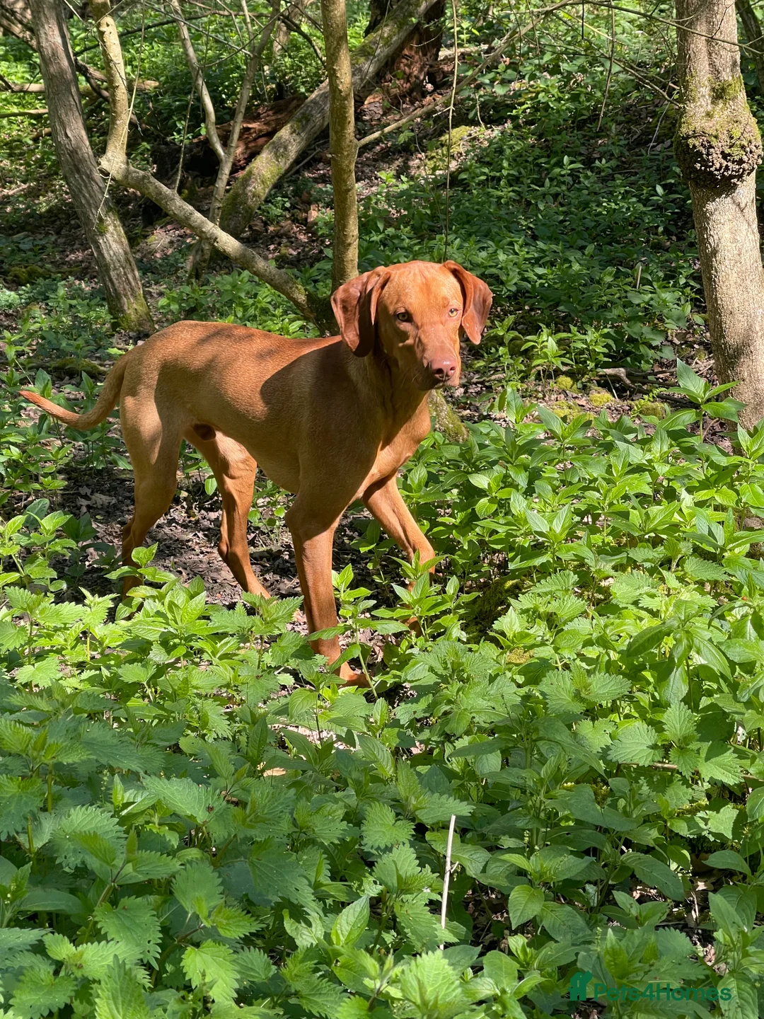 Hungarian Vizsla dogs for sale: Hungarian Vizsla boy in Ipswich - Advert 2