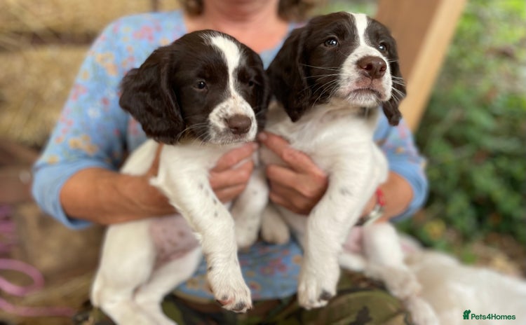 English Springer Spaniel dogs - Advert 1