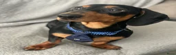 Miniature Dachshund dogs for sale: Nugget in Rowlands Gill - Advert 14