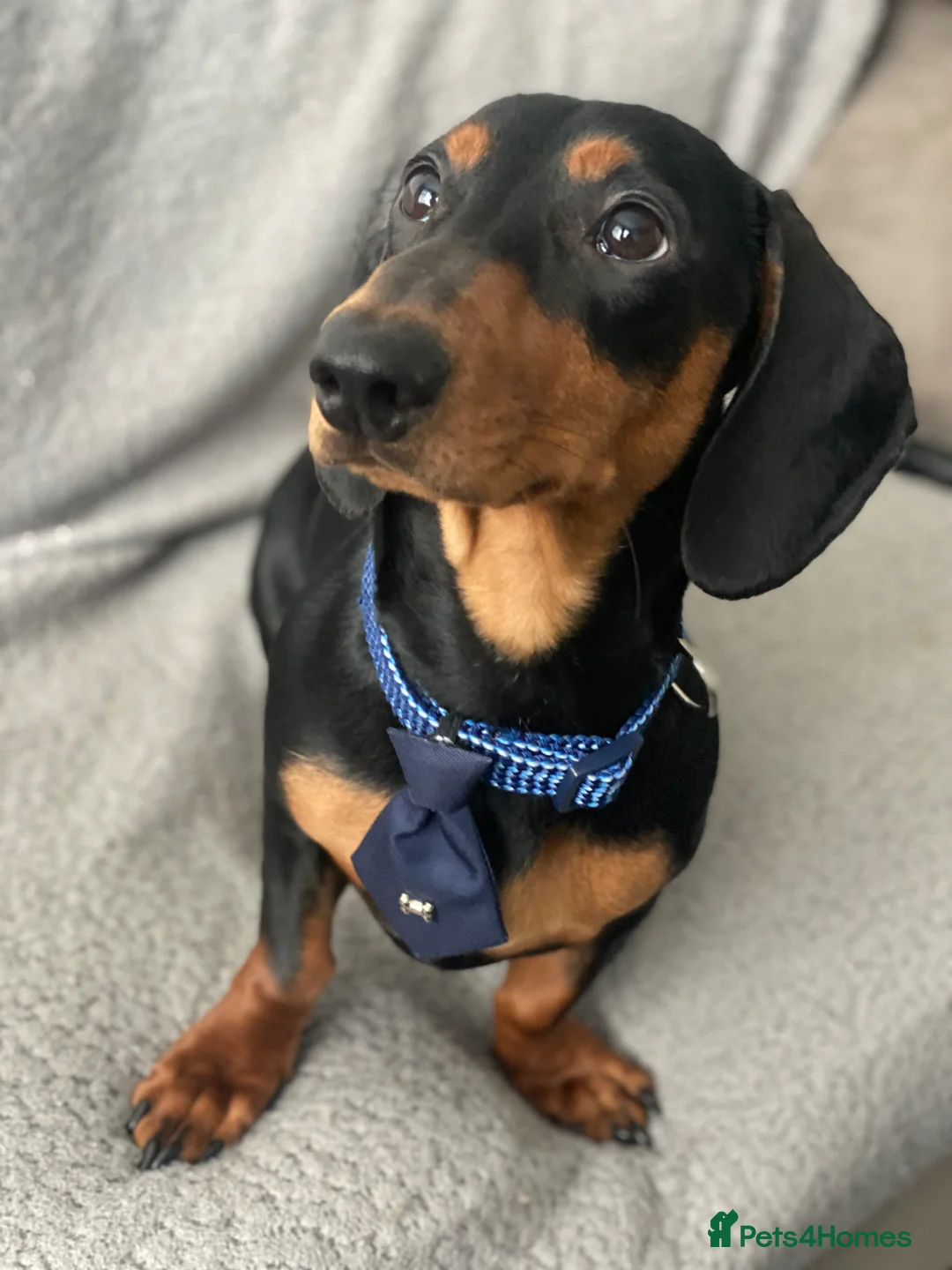 Miniature Dachshund dogs for sale: Nugget in Rowlands Gill - Advert 14