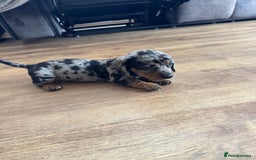 Miniature Dachshund dogs for sale: 5 lovely sausage pups - Image 6