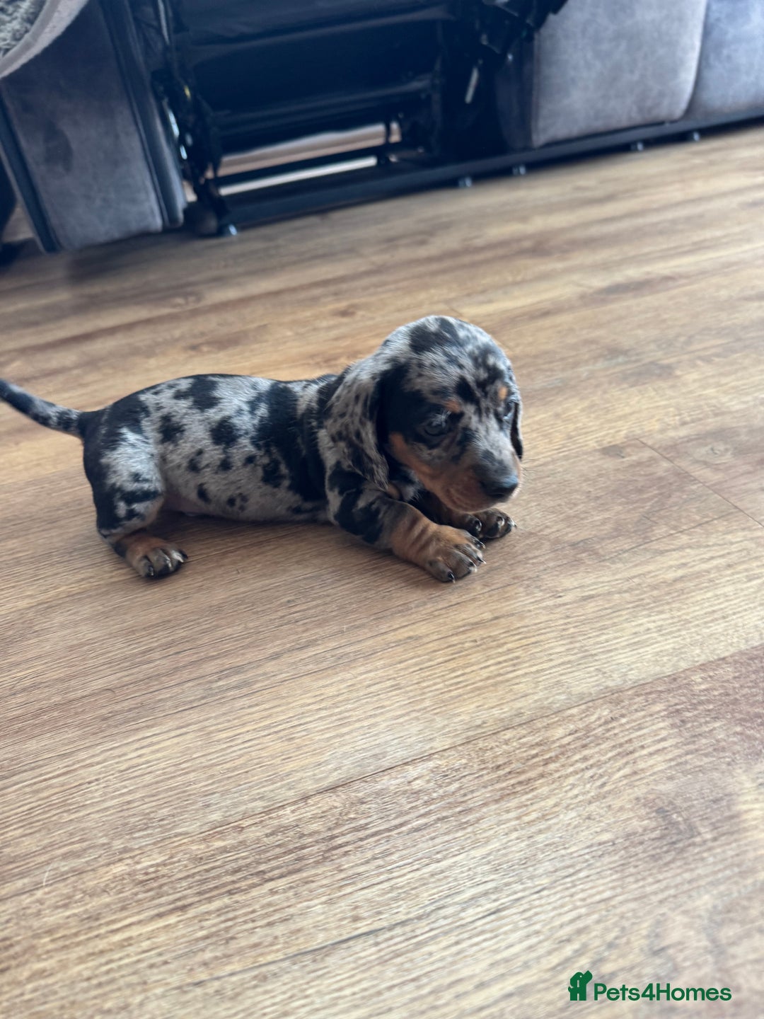 Miniature Dachshund dogs for sale: 5 lovely sausage pups - Image 6