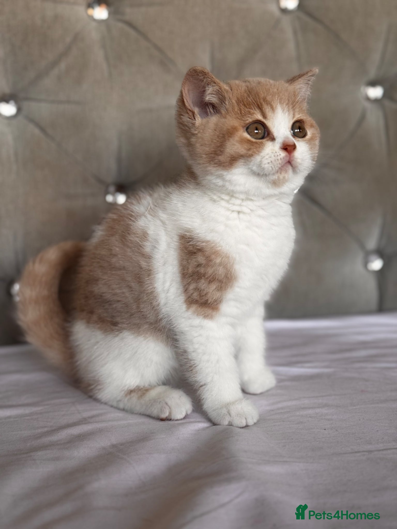 British Shorthair cats Gorgeous British shorthair and longhair💙💖🏆🏆 - Advert 2