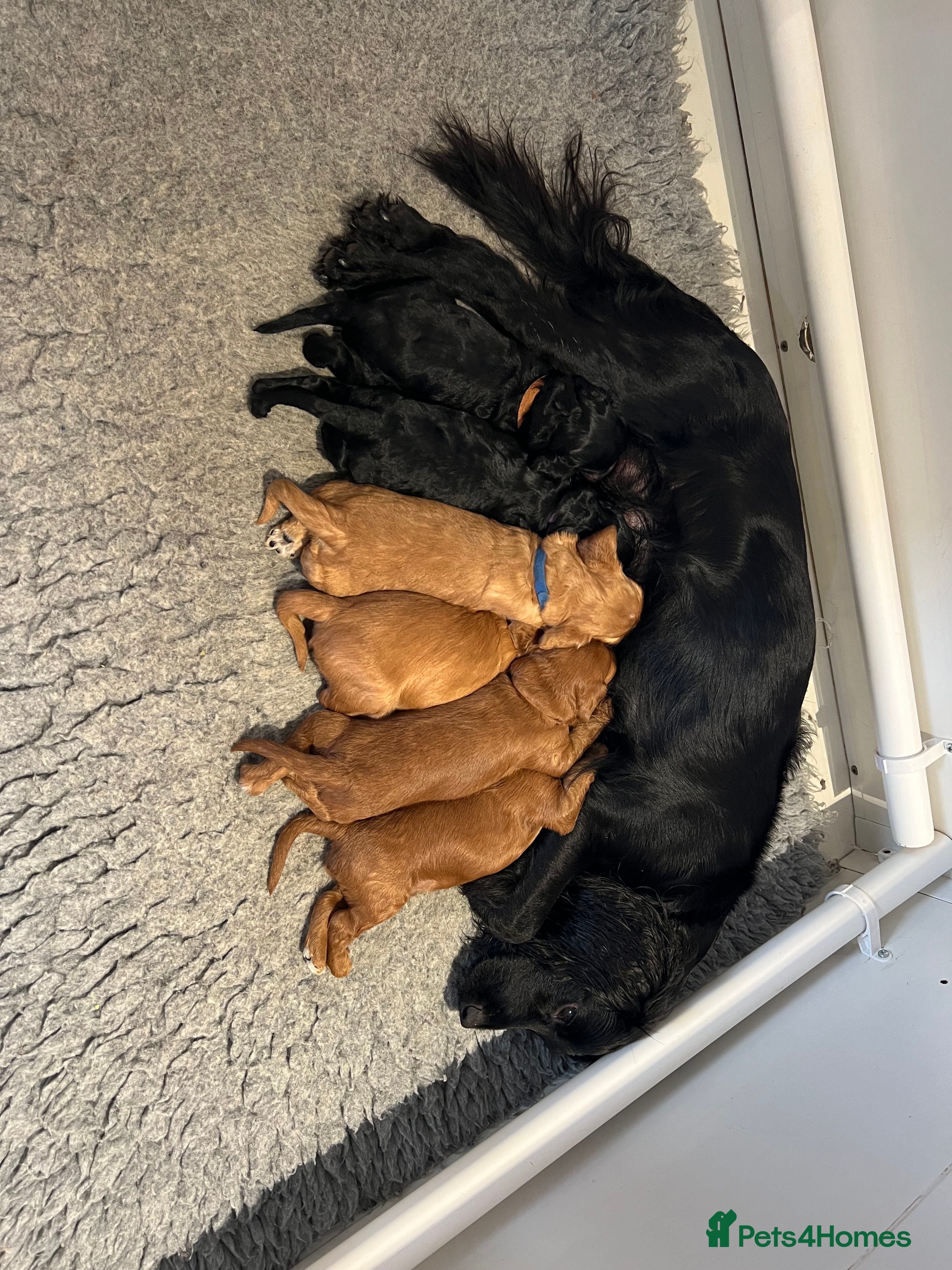Cockapoo dogs Gorgeous F1 cockapoos🥰🥰 - Advert 2