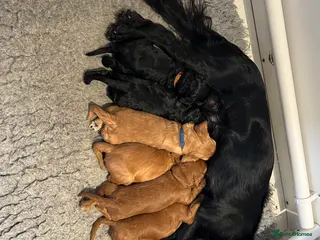 Cockapoo dogs Gorgeous F1 cockapoos🥰🥰 - Advert 2
