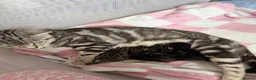 Mixed Breed cats for sale: Beautiful boy kittens  in Kilmarnock - Advert 31