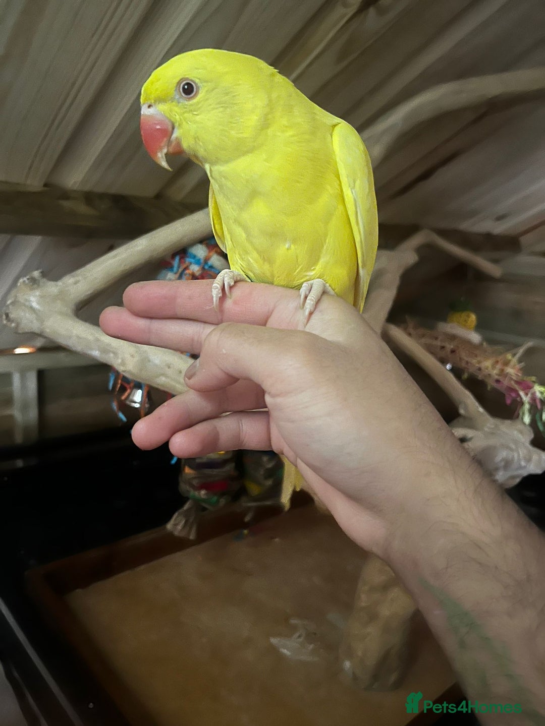 Ringnecks birds for sale: Baby Lutino ringneck parrot talking parrot  - Image 4