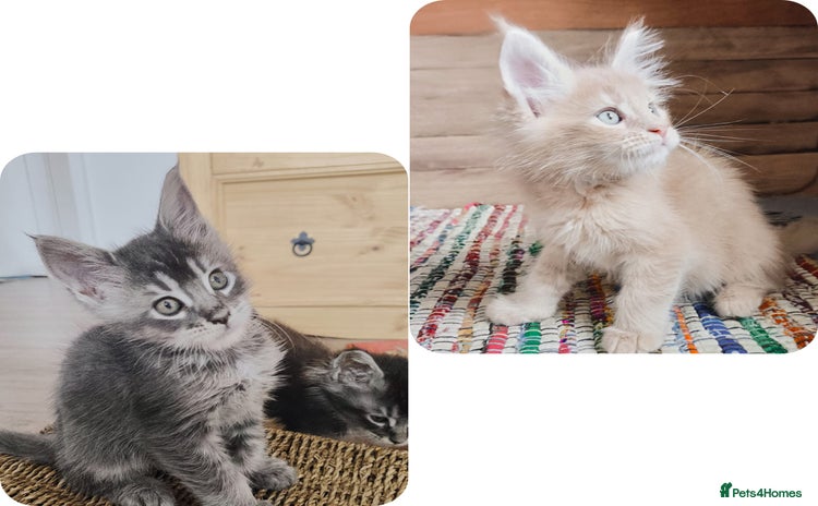 Maine Coon cats - Advert 16