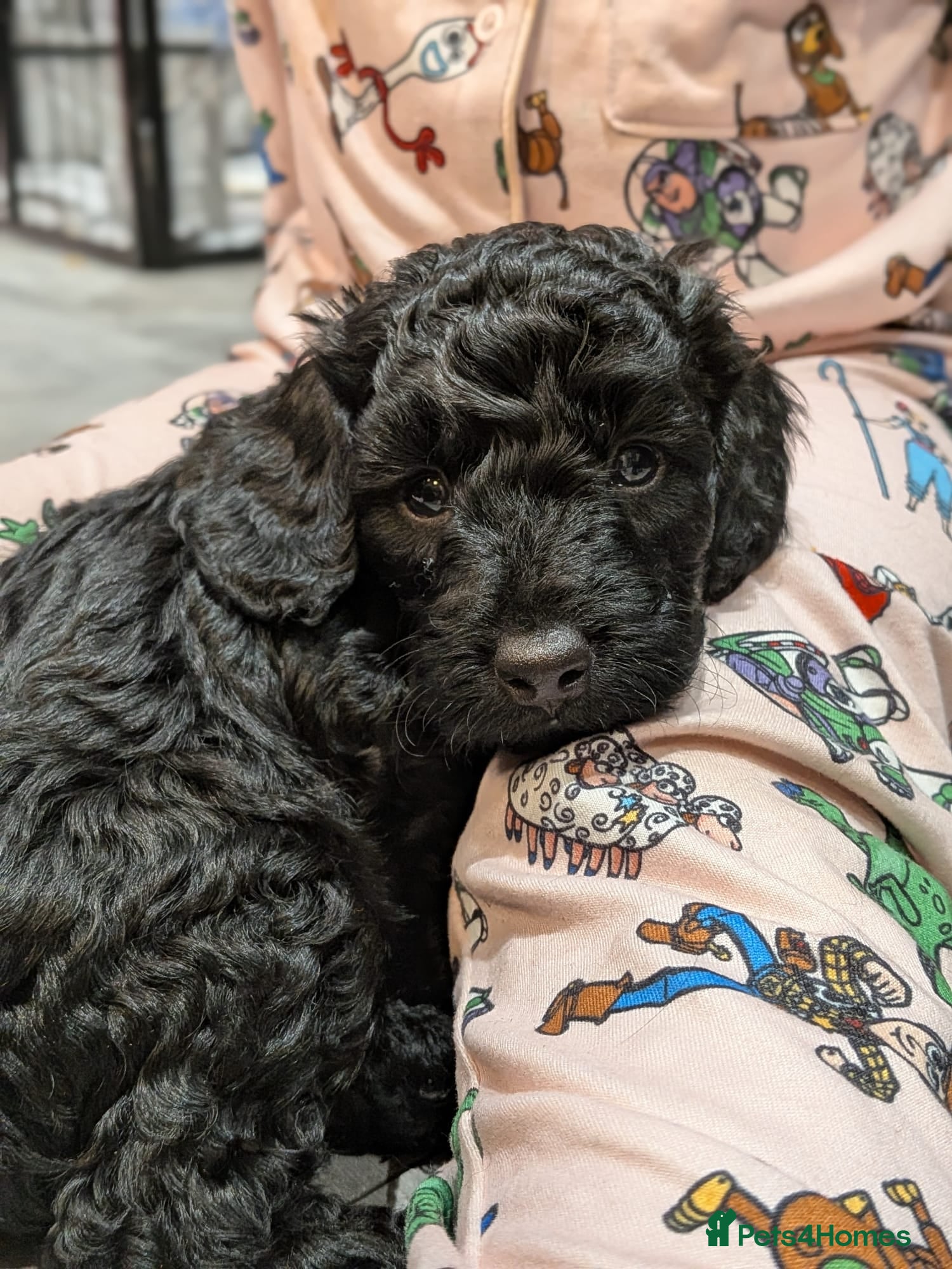 Cockapoo dogs ⭐Cockapoo beauties born to steal hearts⭐ - Advert 2