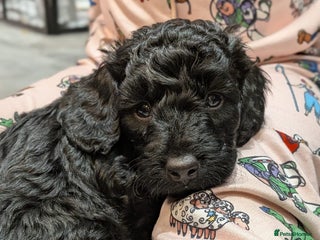 Cockapoo dogs ⭐Cockapoo beauties born to steal hearts⭐ - Advert 2