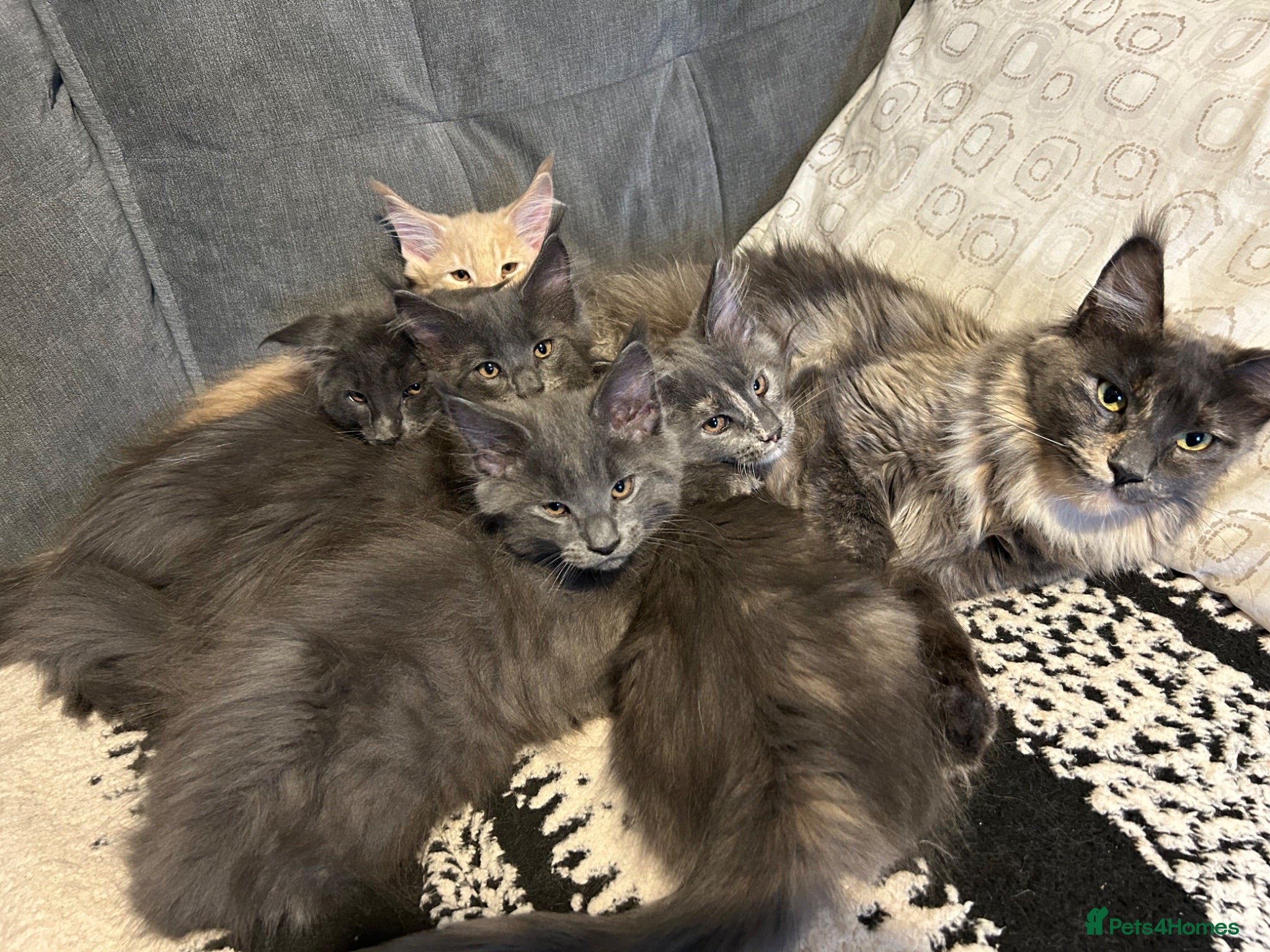 Maine Coon cats Maine Coon Kittens – 4 Available !!! - Advert 14