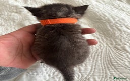 Maine Coon cats for sale: Adorable Kittens  - Image 19