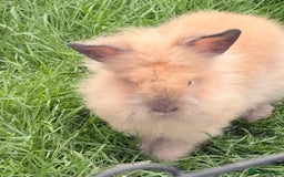 Lionhead rabbits for sale: Double Mane (f)&No Mane(m) Lionhead £50 & £2 - Image 14