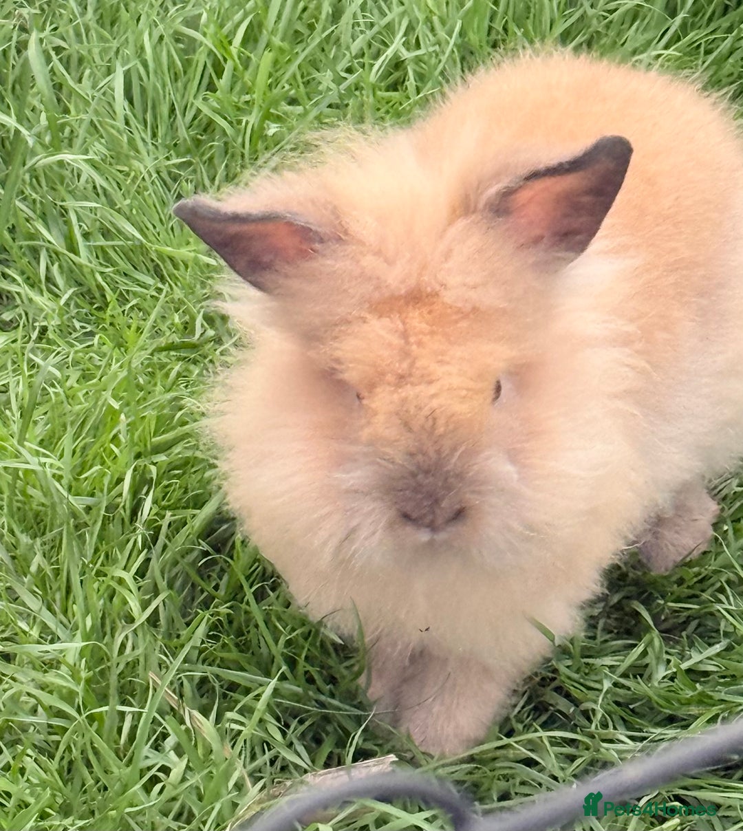 Lionhead rabbits for sale: Double Mane (f)&No Mane(m) Lionhead £50 & £2 - Image 14