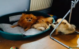 Pomeranian dogs for sale: Beautiful Full Pedigree Pomeranians - Image 10