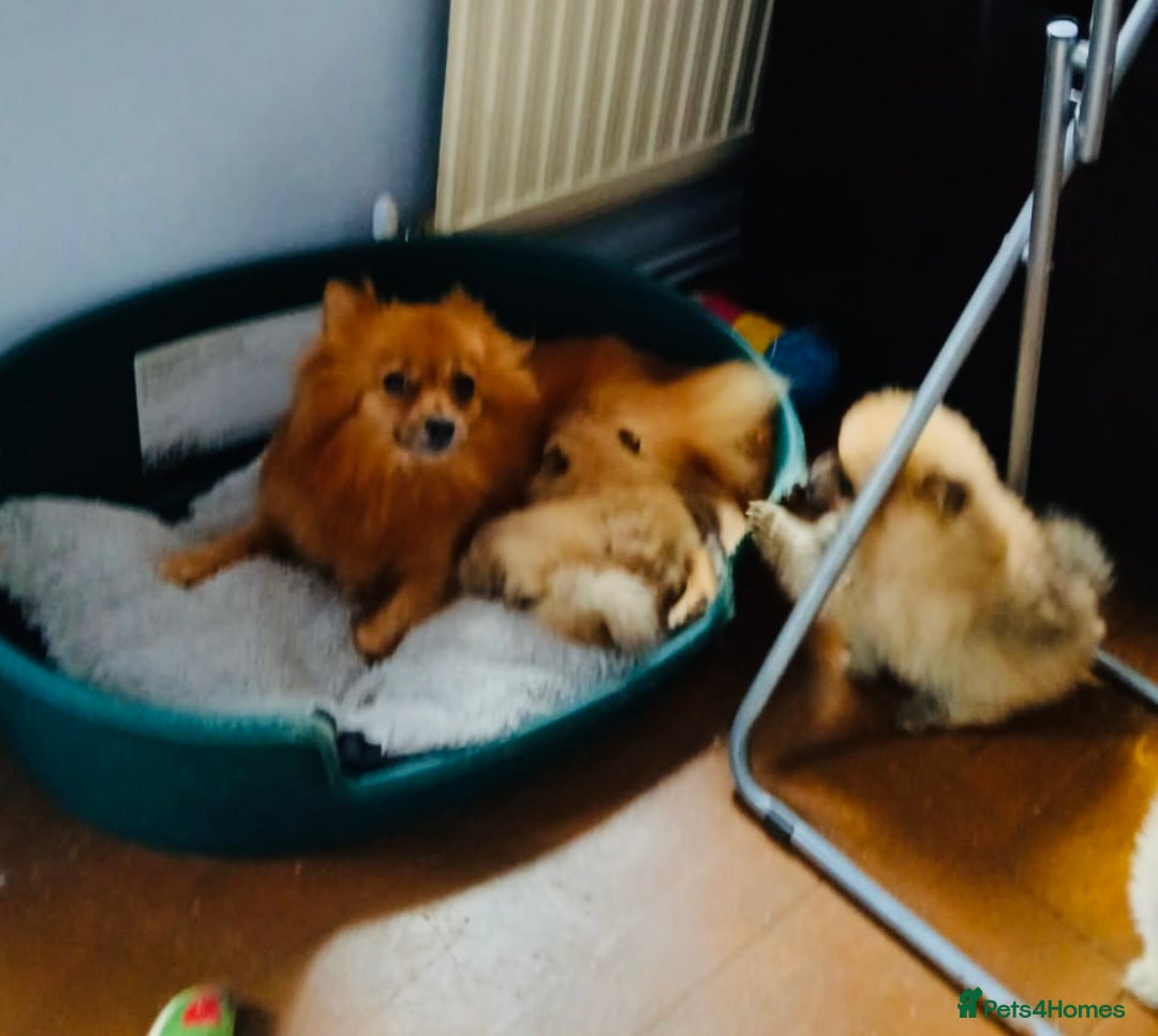Pomeranian dogs for sale: Beautiful Full Pedigree Pomeranians - Image 10