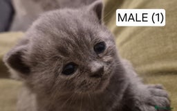 British Shorthair cats for sale: PURE BREED BRITISH SHORTHAIR KITTENS AVAILABLE 😸  - Image 4