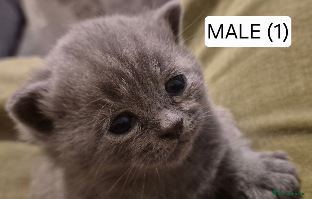 British Shorthair cats for sale: PURE BREED BRITISH SHORTHAIR KITTENS AVAILABLE 😸  - Image 4