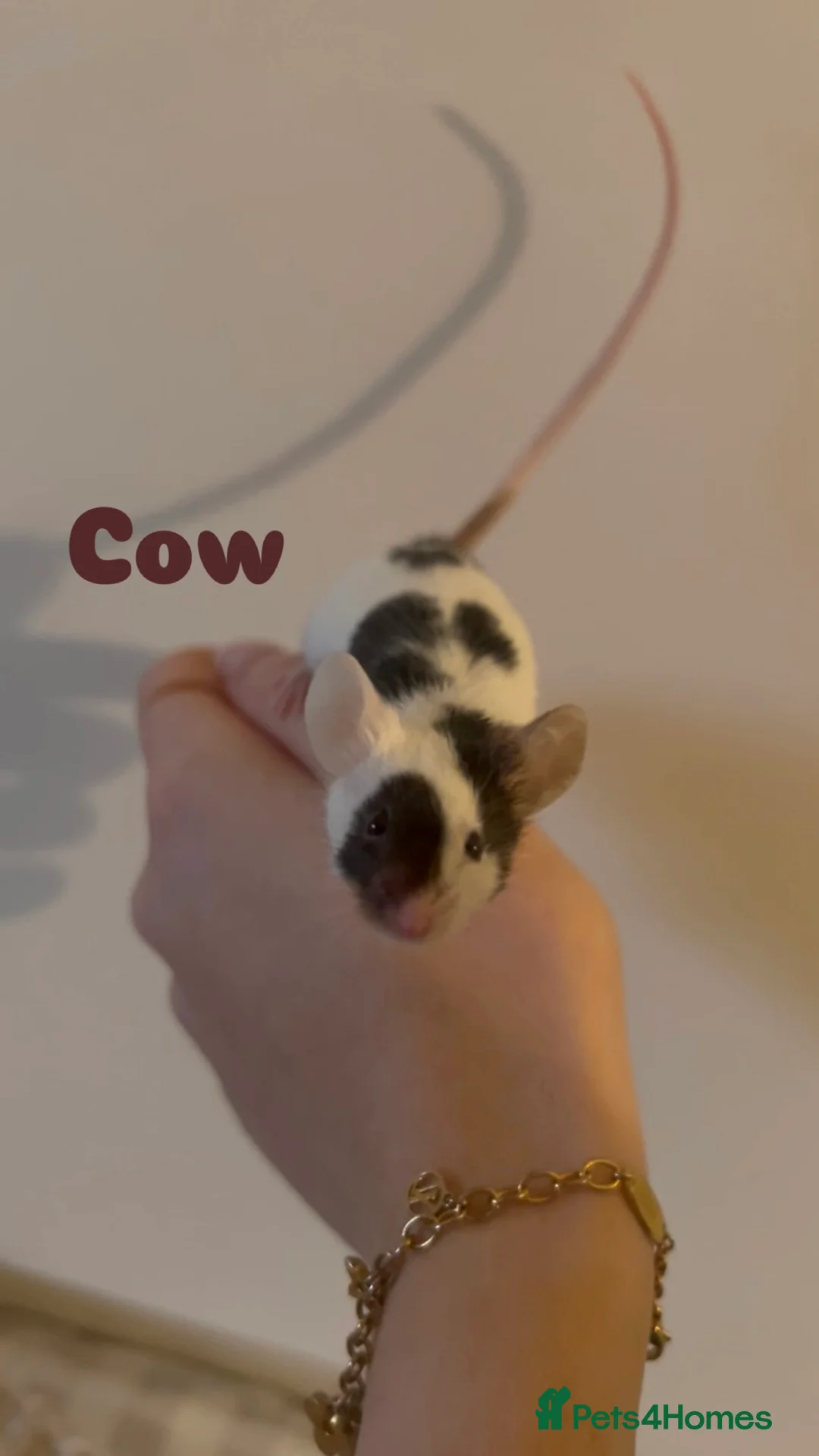 Mouse rodents for sale: Female mice for homes. ⭐️ - Advert 8