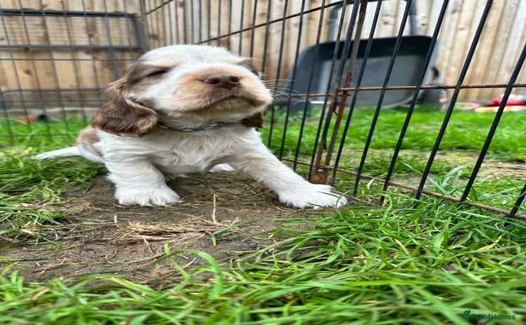 Cocker Spaniel dogs - Advert 8