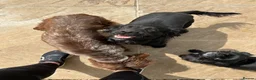 Cocker Spaniel dogs for sale: WAITING LIST - KC DNA CLEAR WCS PUPS in Buckingham - Advert 2