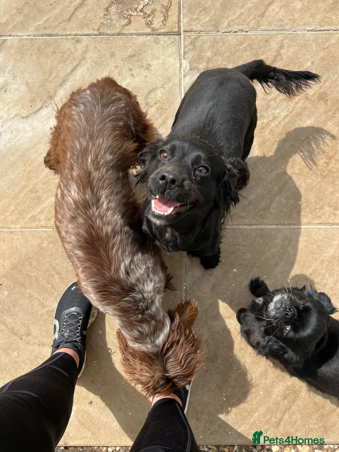 Cocker Spaniel dogs for sale: WAITING LIST - KC DNA CLEAR WCS PUPS in Buckingham - Advert 2