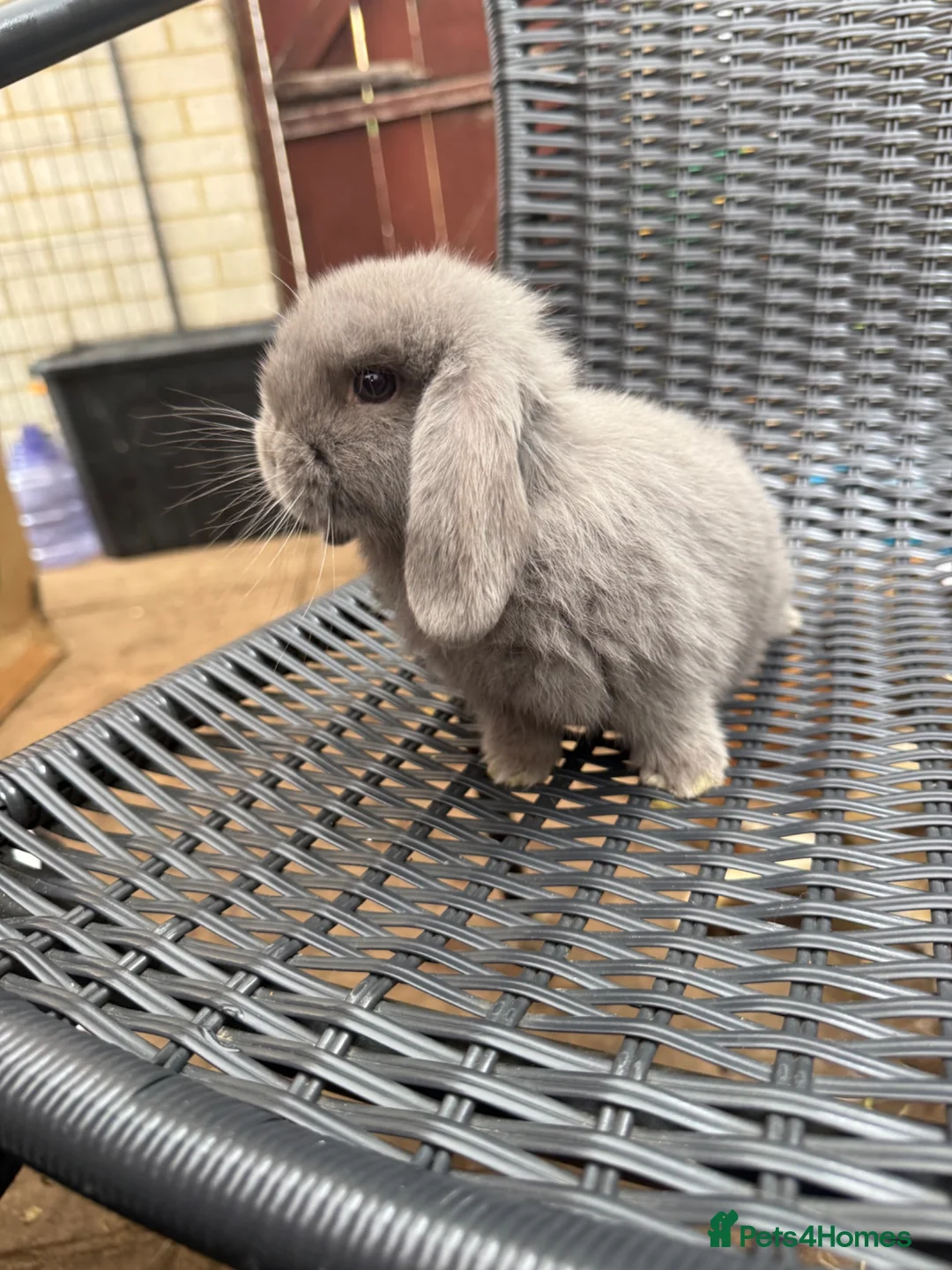 Mini Lop rabbits for sale: 1 Baby Lilac Doe Left 🩶 Ready 11th July  - Advert 2