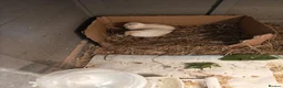 Quail poultry for sale: TINY BUTTON QUAILS Young Adults - Advert 4