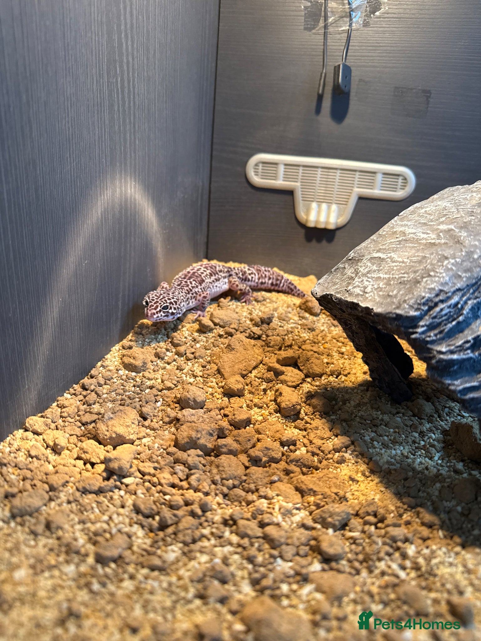 Leopard Gecko reptiles Mack Snow Leopard Gecko - Advert 9