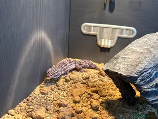 Leopard Gecko reptiles Mack Snow Leopard Gecko - Advert 1