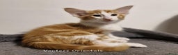 Oriental cats for sale: Stunning Red and White Longhair Oriental  - Advert 3