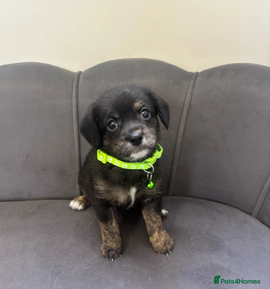Chipoo dogs for sale: Stunning Chipoo Pups - Advert 2