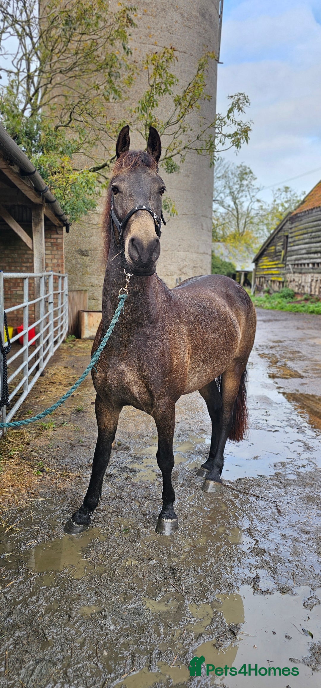 Andalusian horses for sale: Full or Part Loan - Advert 24