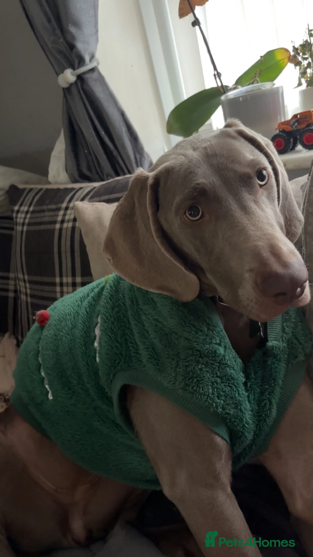 Weimaraner dogs for sale: Meet LULU - Advert 2