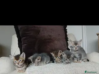 Bengal cats 3/4 Bengal Kittens | BLUE | DOB 25 Dec - Advert 6