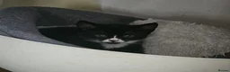 Mixed Breed cats for sale: Adorable Black & White Kittens for Sale 🐾 - Advert 19